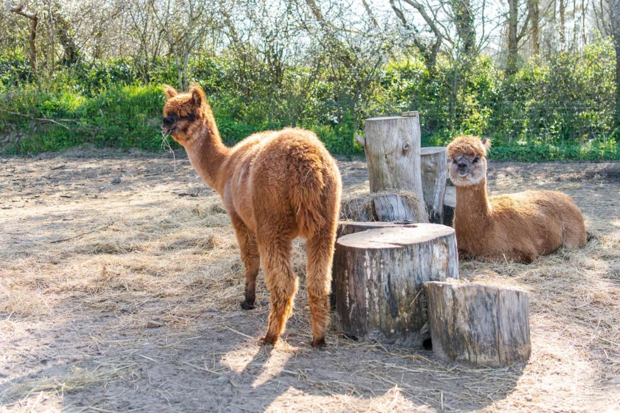 Camping Les Carolins Saint-Lo-d'Ourville Exteriér fotografie